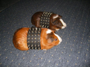 Lol :p. This is great! I love spikes and Guinea piggies!! Combine ...