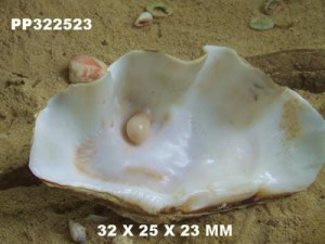 giant clam with one inch pearl clam pearl clam pearl