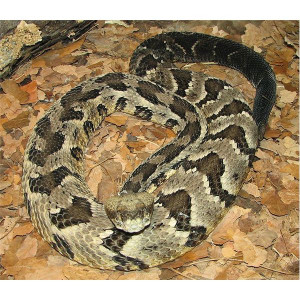 Satire Quotes in Huckleberry Finn http://idmhosting.com/30/satire-in ...