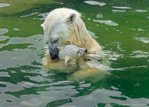 Cuteness Overload: Mama Bears Teaching Their Cubs