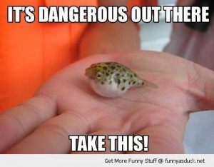tiny cute blow fish dangerous out there take this animal hand funny ...