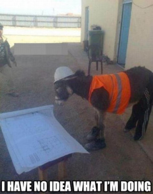 have no idea what I’m doing (Construction Donkey)