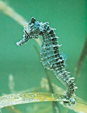 Waterfall Cove - A Seahorse Role Play