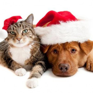 cute christmas cats dogs and christmas dog and cat