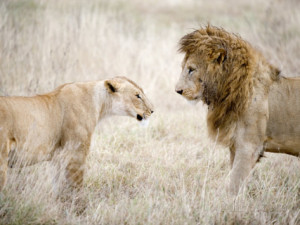 Lioness And Lion Funny