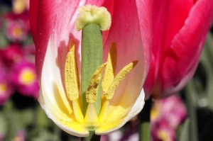 Parts of a Tulip Flower