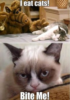 Grumpy Cat More