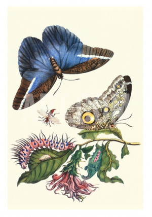 maria sibylla merian quotes in my youth i spent my time investigating ...