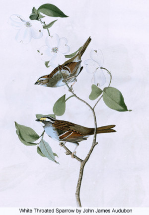 White Throated Sparrow by John James Audubon