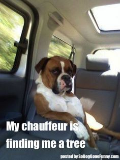 Funny Boxer Dogs Funny Animals Picture