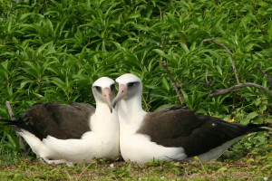 Love Dancing Albatross You