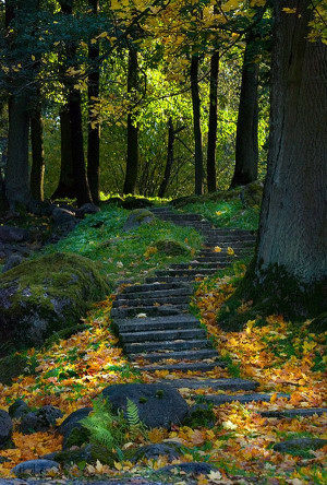 ... , Nature, Beautiful, Forests Paths, Pathways, Places, Into The Wood