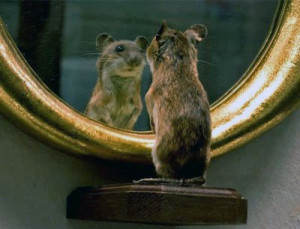 Funny rat, funny rat pictures, the dapper rat, funny rat images