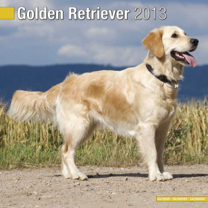 Golden Retriever Wandkalender