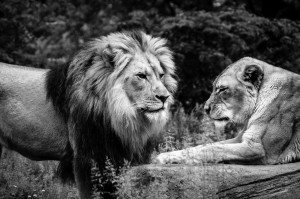 emotional scene of lion and lioness