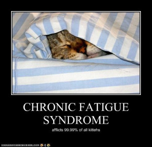 tired funny funny tired cat