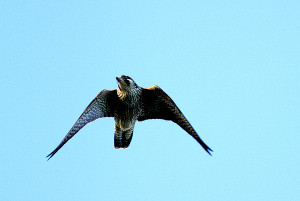 Peregrine Falcon Mobbing
