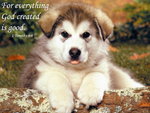 http://www.pics22.com/for-everything-god-created-is-good-dog-quote/