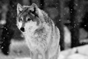 dog, husky, photography, wolf