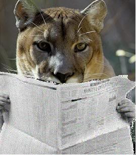 Re: Cougar news