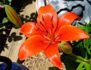 Orange Tiger Lily Flower