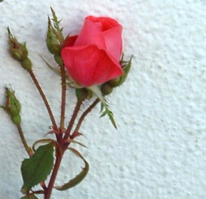 love quotes malayalam red rose love quotes malayalam red rose love ...