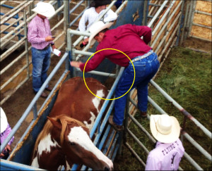 ... picture, you can see the wire used on the horse by the rodeo handler