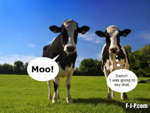 Name: funny-two-cows.jpgViews: 3185Size: 87.0 KB