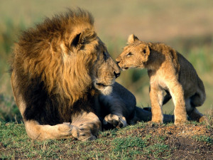 Wild Animals Father And Son