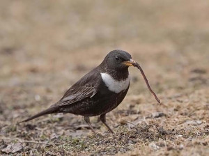 plato learning acquires archipelago