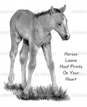 Pencil Drawing of Baby Horse, With Quote - Stock Image