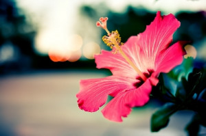 Girls Hibiscus Flowers Children Quotes Pic