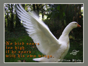 on birds bird by bird quotes caged bird quotes the thorn birds quotes ...