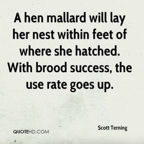 Scott Terning - A hen mallard will lay her nest within feet of where ...