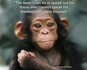 Animals quotes monkey