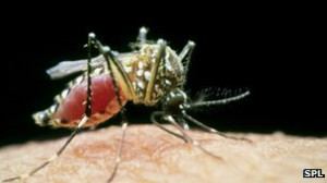 Yellow fever is spread by mosquitoes