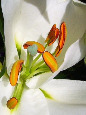 White lily close up via www.Facebook.com/InspiringQuotesWithPennyLee
