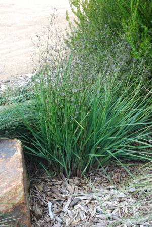 Underwater Sea Plants Names