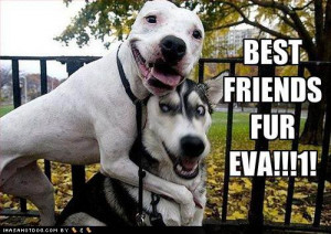 Funny-dog-pictures-best-friends-for
