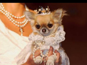 Now that is a spoiled pup. #puppy #pet #spoiled