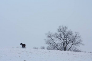 had no winter, spring would not be so pleasant…