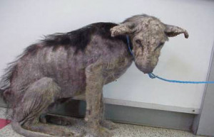 again im sorry! - against-animal-cruelty Photo