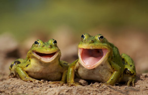 two happy frogs 1 2497 0 frogs laughing