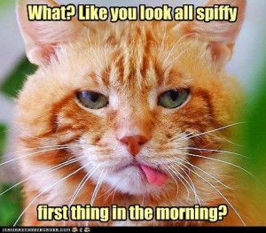 Grumpy Morning Cat