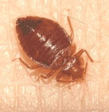 Bed Bugs Fleas