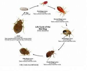 Ticks and Bed Bugs… Something nobody needs to have in Orange County