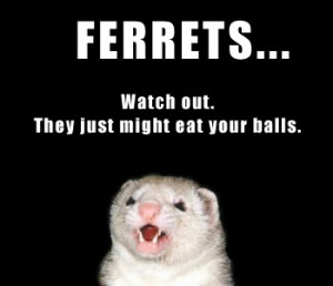Check out a great warning label for Ferrets here.