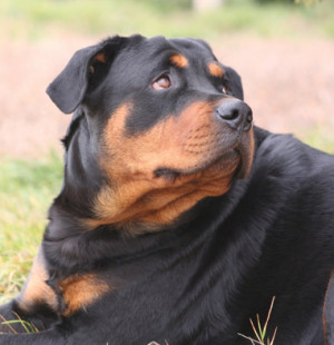 Rottweiler Dog Pictures Gallery