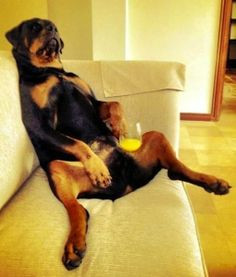 Rottweiler Funny