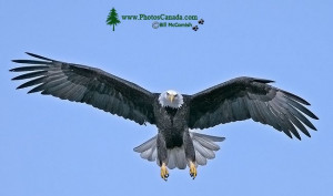 American Bald Eagle Photos...